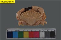 藏品(肉球皺蟹)的圖片